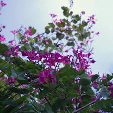 Sweet Hong / Sweet Pomelo Hong (સ્વીટ હોંગ)